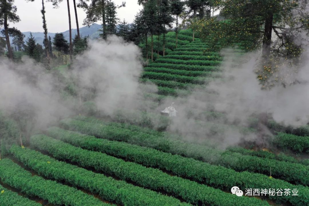 黄金芽和富硒野茶