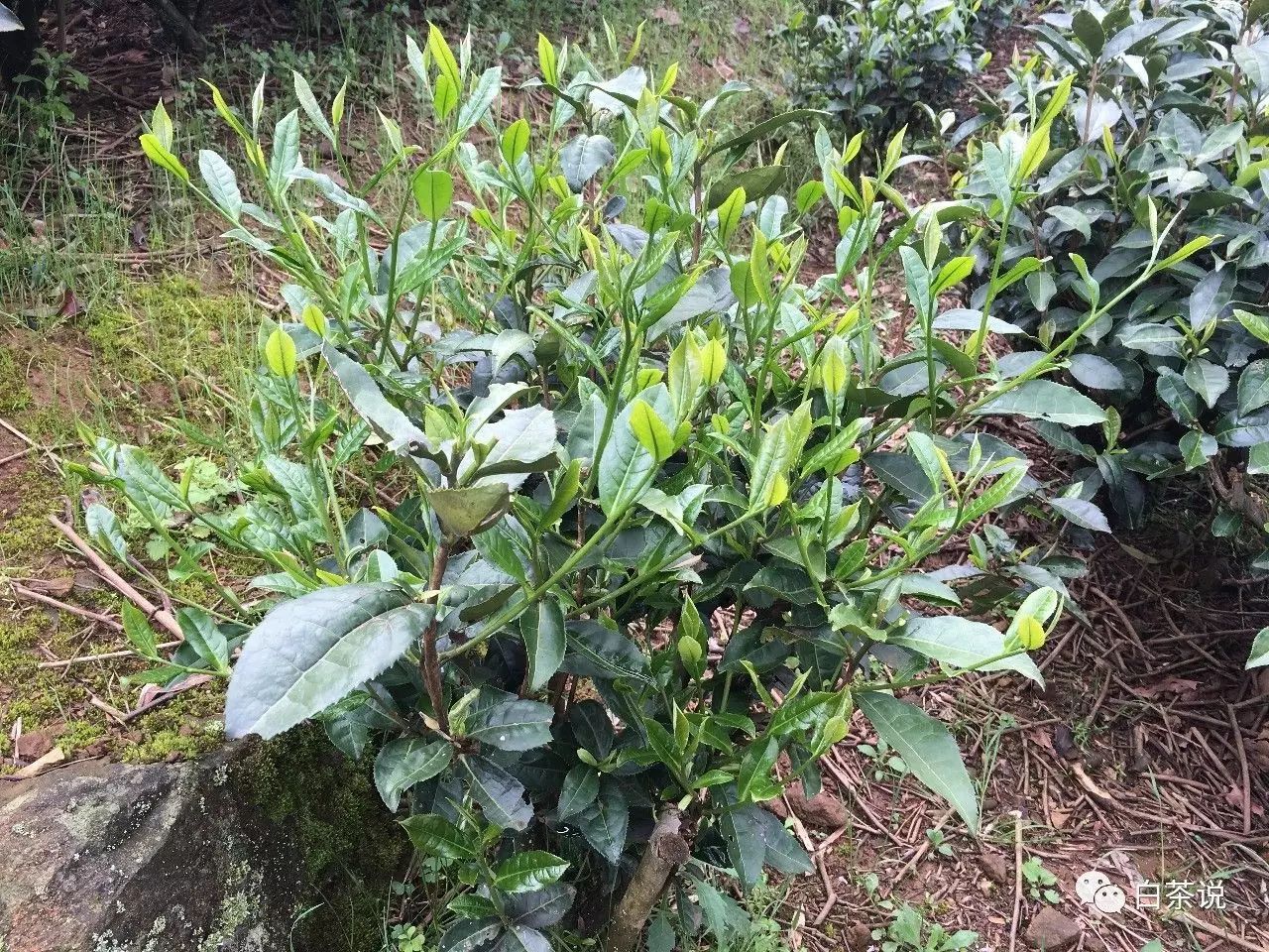 野茶和富硒的区别