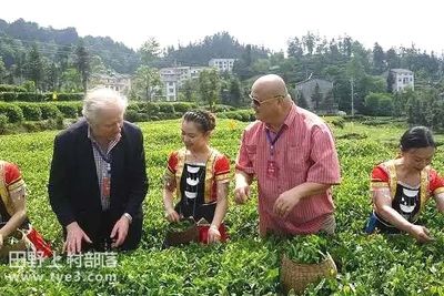 潘家湾天然富硒茶