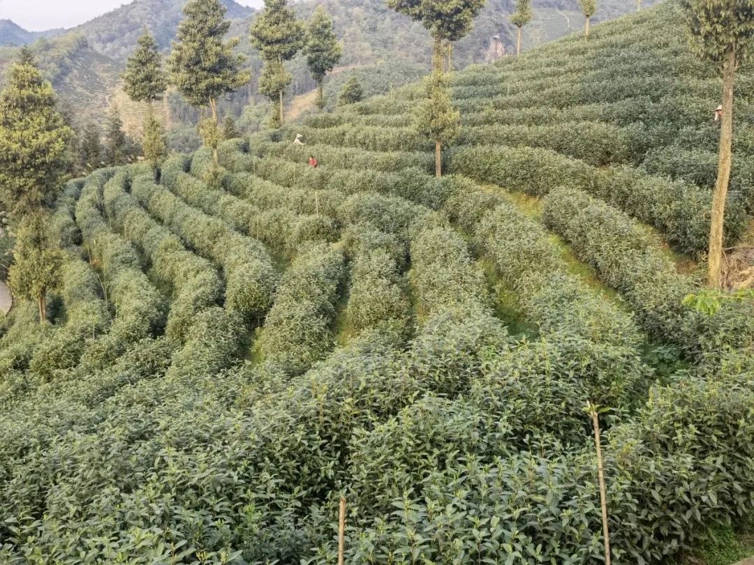 黄金芽和富硒野茶