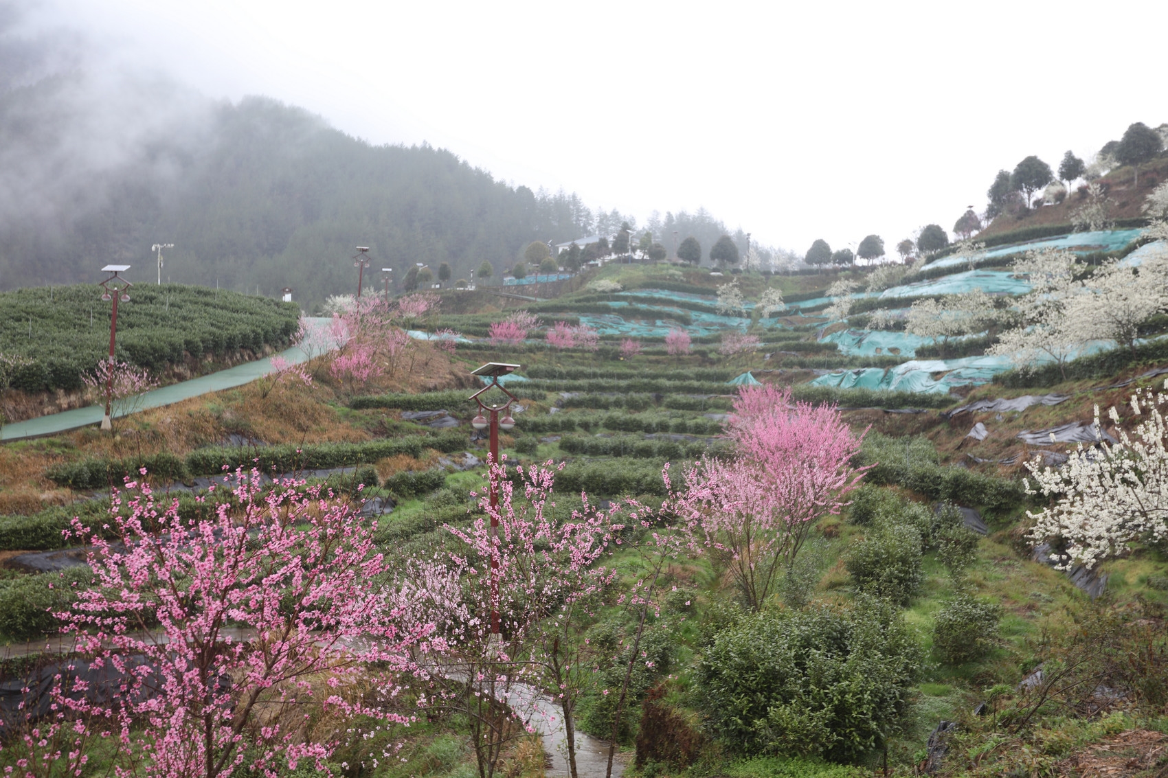 万源市富硒茶产地