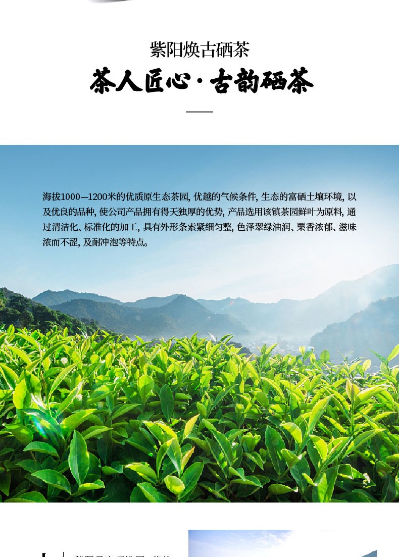 紫阳县富硒毛尖茶