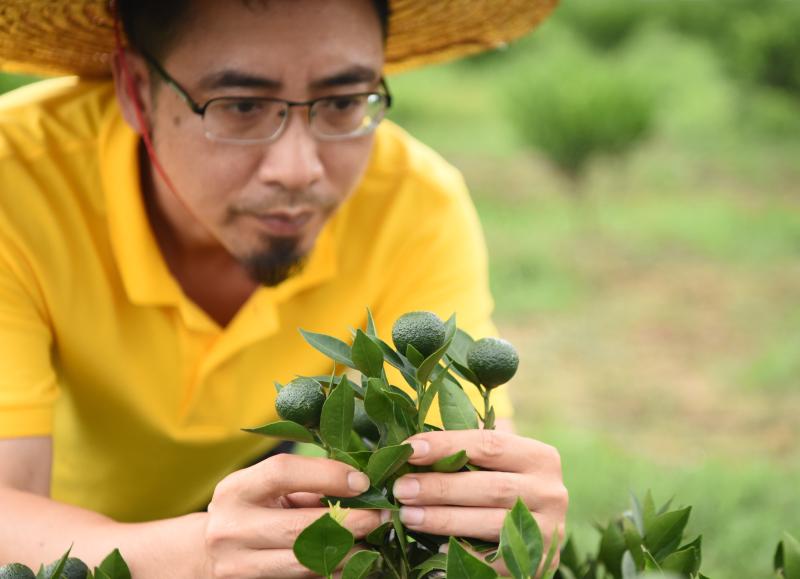 平利县新强富硒茶