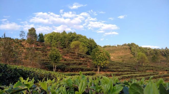 乌山情富硒八仙茶