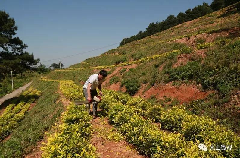 乌山情富硒八仙茶