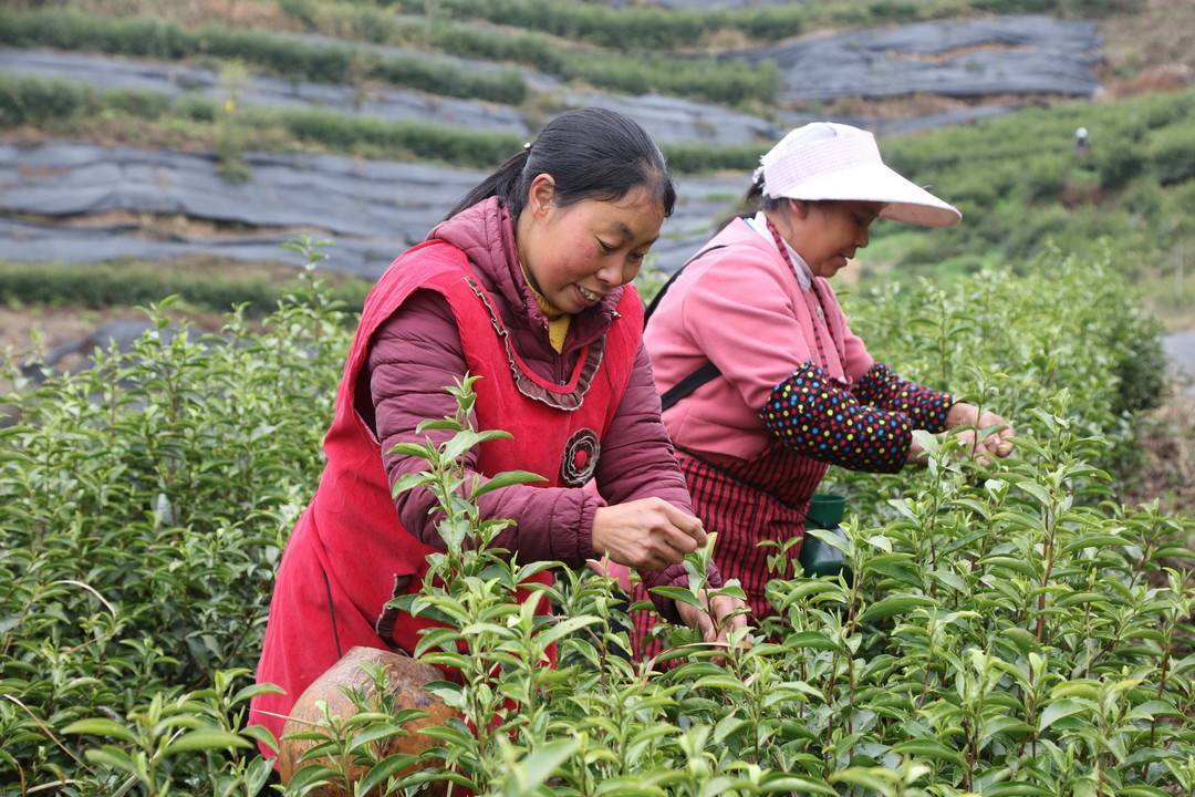 万源富硒茶的价格