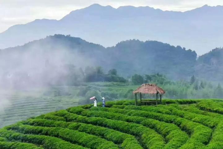 平利县明祥富硒茶