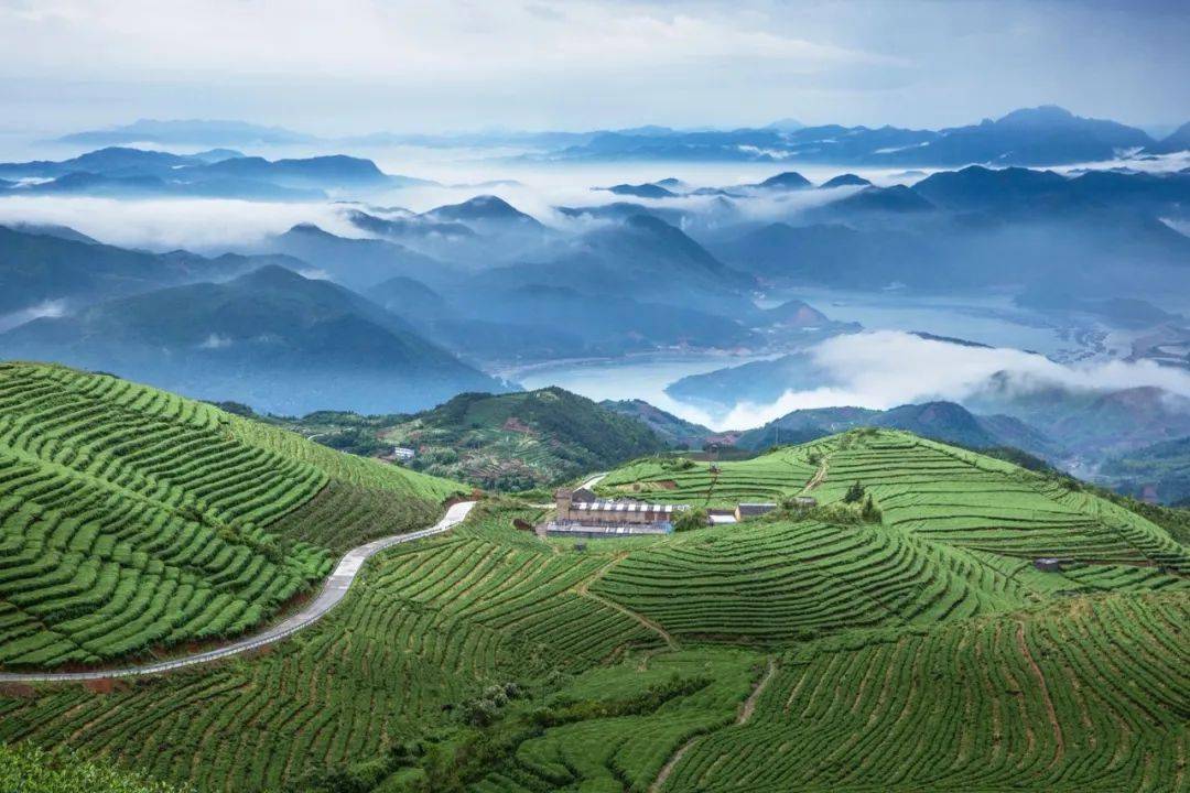 平利县明祥富硒茶