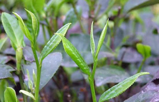 富硒茶含量前十名