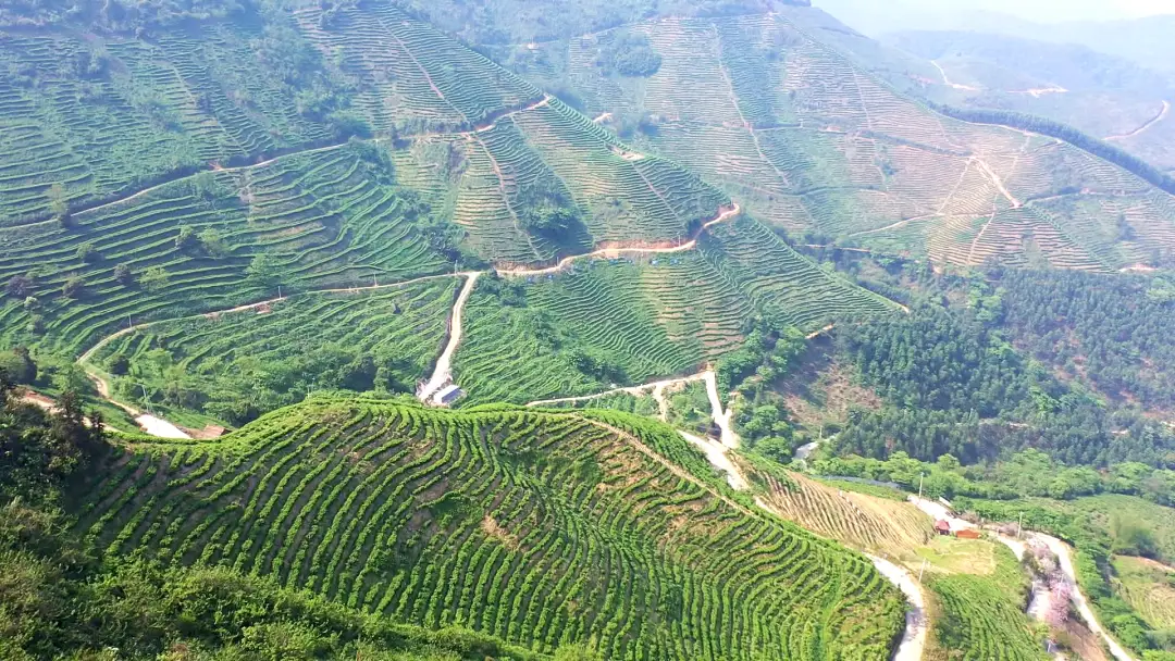 葵峰富硒茶培训班