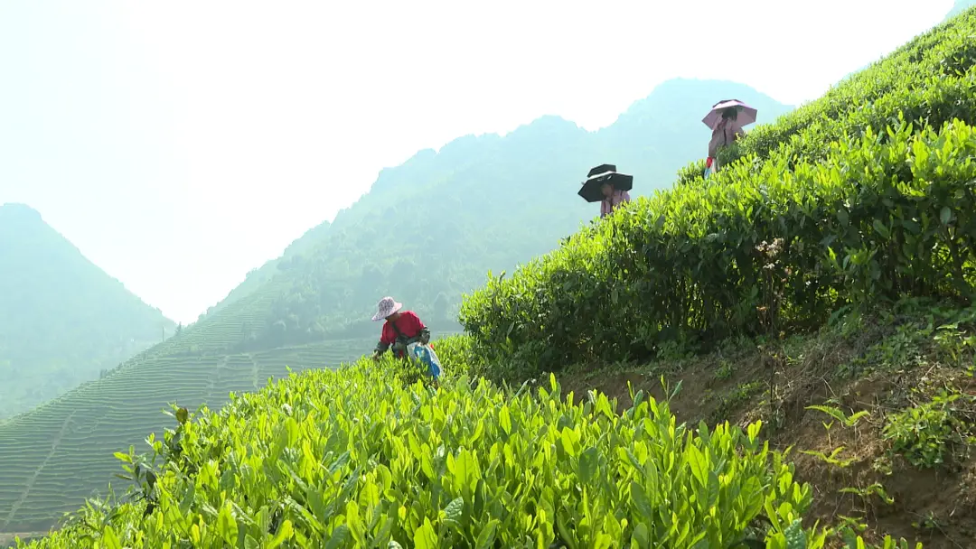 葵峰富硒茶培训班