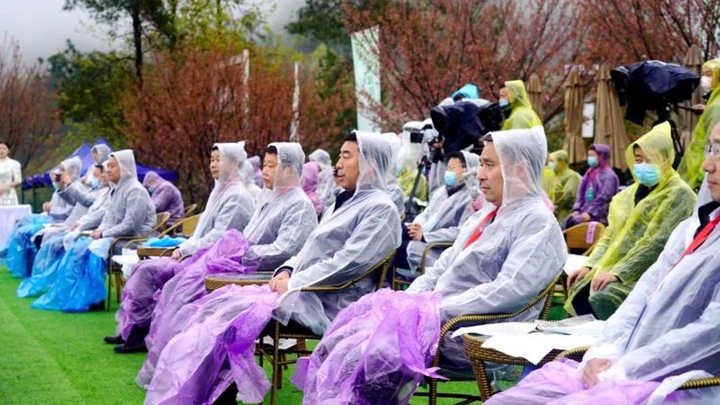 霄园春五队富硒茶