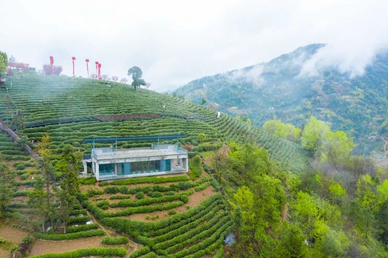 霄园春五队富硒茶