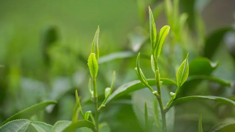 霄园春五队富硒茶