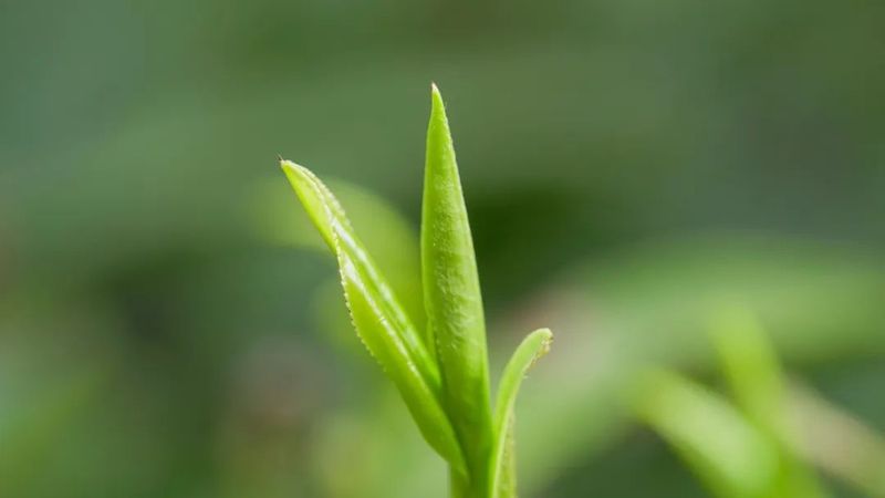 霄园春五队富硒茶