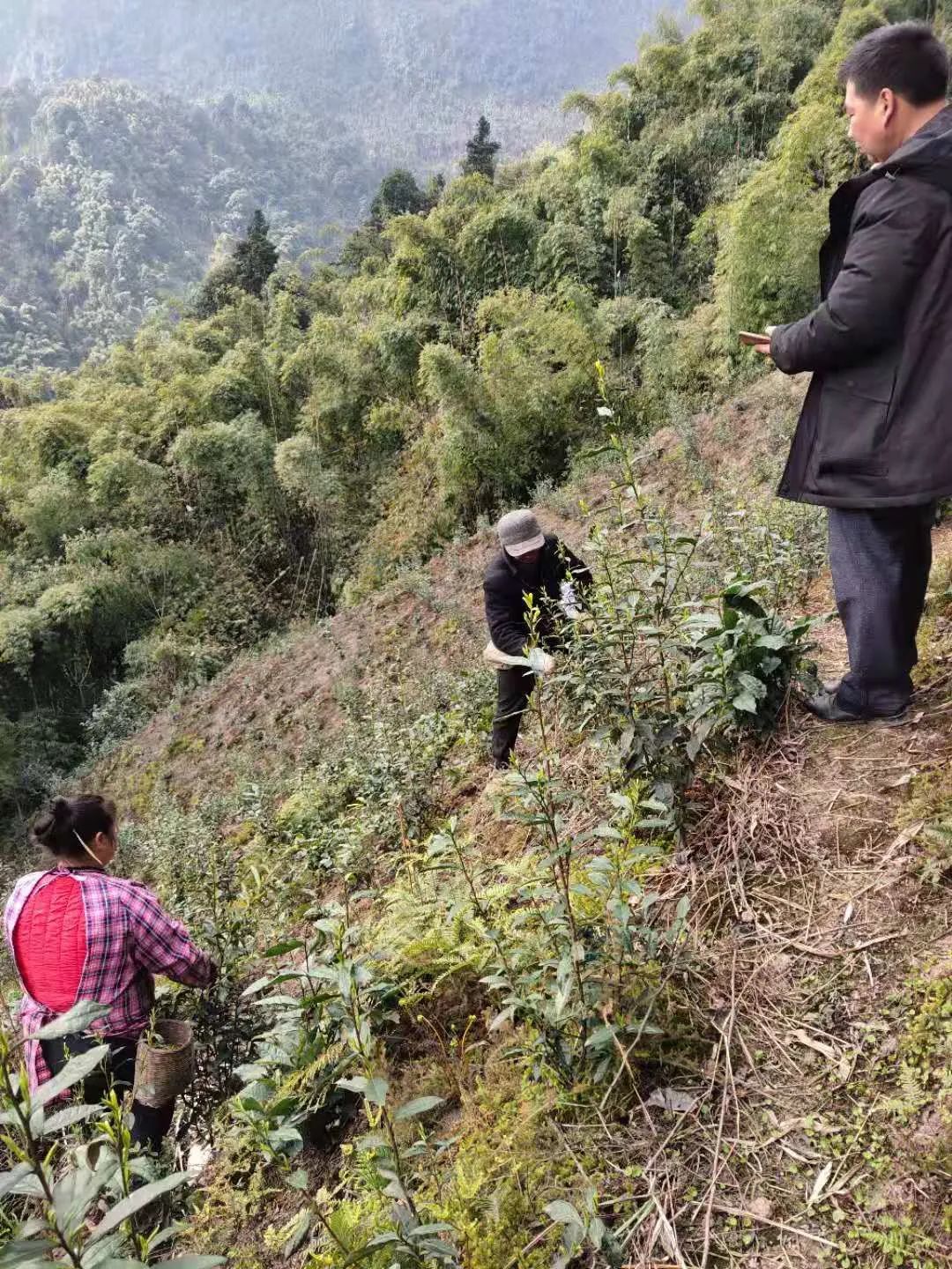 四川富硒茶多少钱