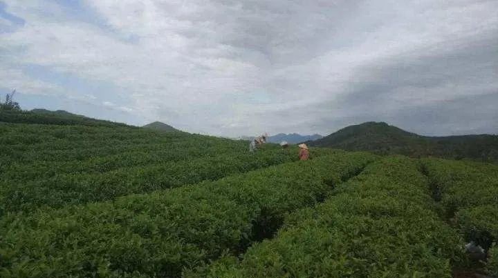 富硒八仙茶怎么样