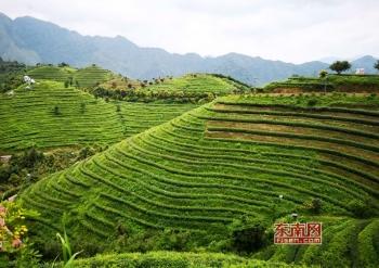 富硒八仙茶供应商