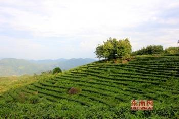 富硒八仙茶供应商