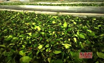 富硒八仙茶供应商