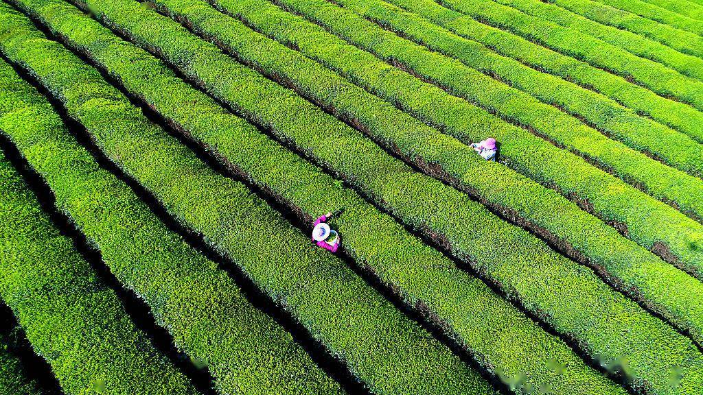 五华七畲径茶富硒