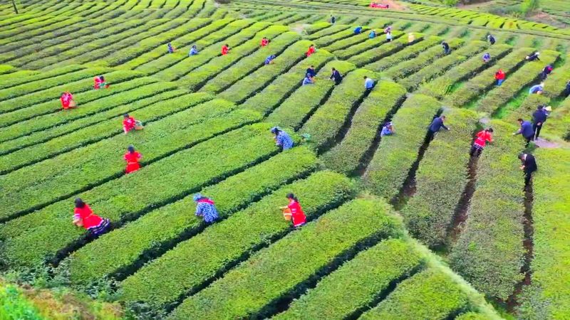 四川省十大富硒茶