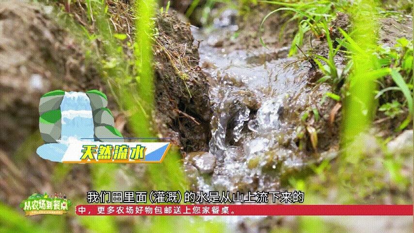 富硒土地大米介绍