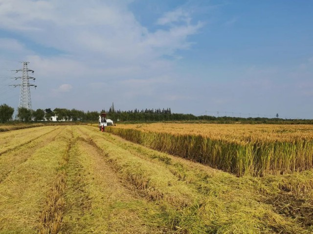 硒谷科技富硒大米