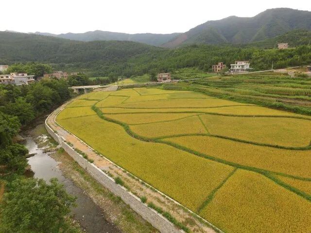 新田富硒大米视频