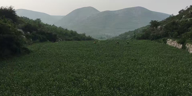 河北富硒月子米哪里好,月子米