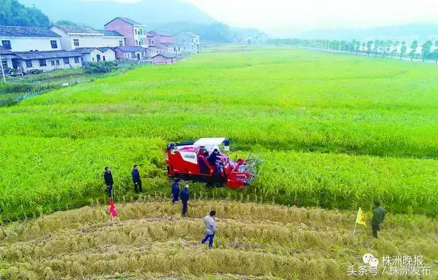 富硒大米怎样收费