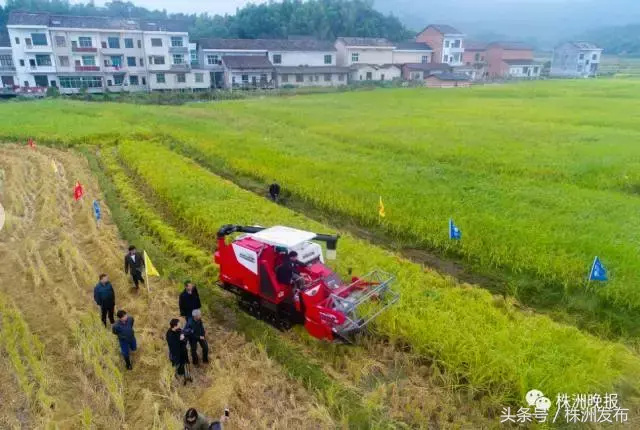 富硒大米怎样收费