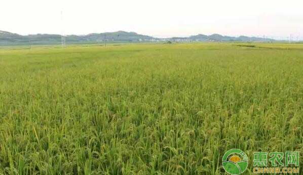 富硒水稻种植基地