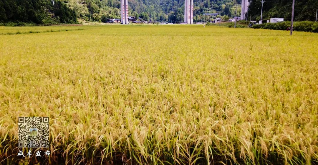 江西生态富硒大米