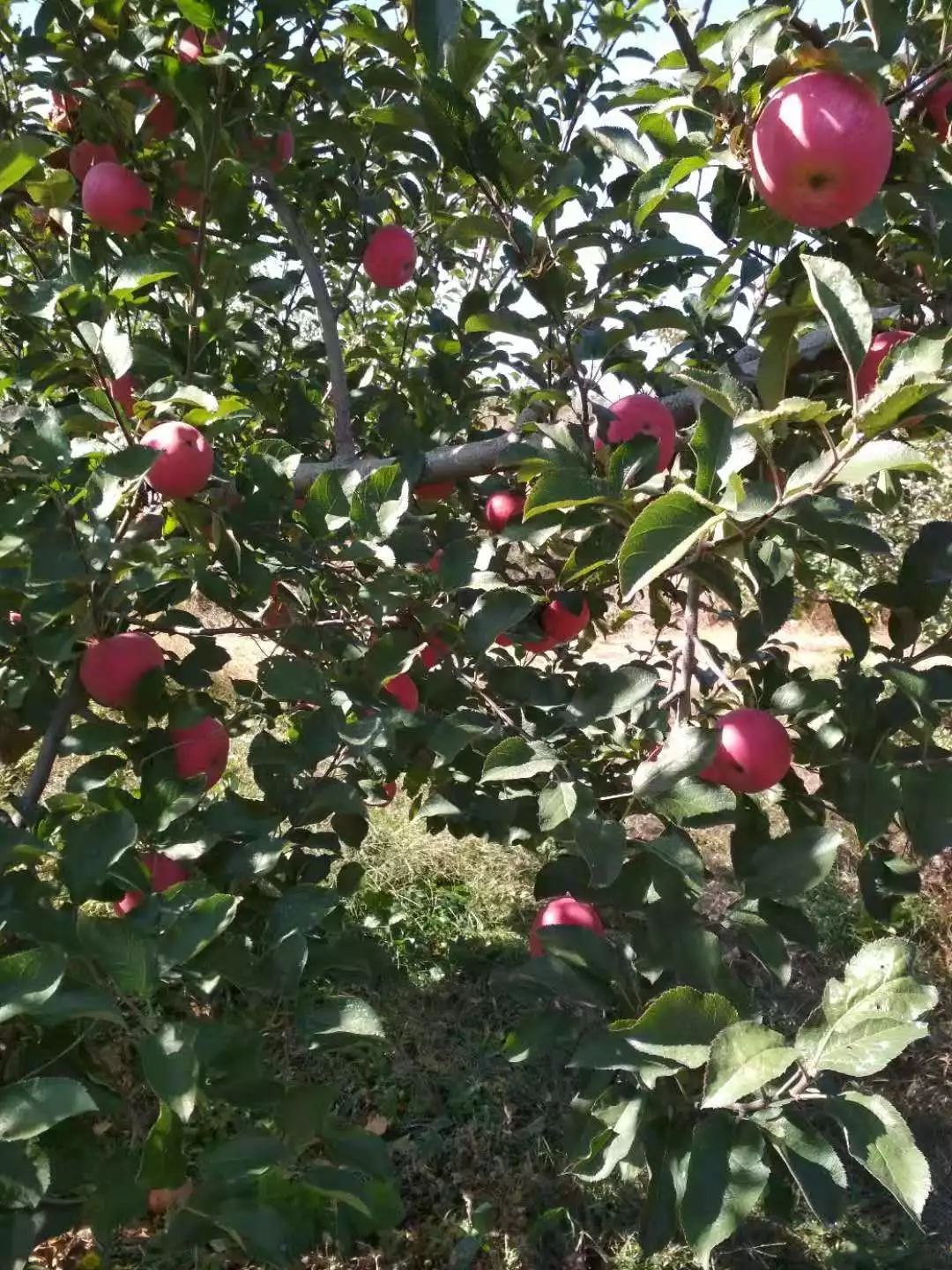 山东莒县富硒大米