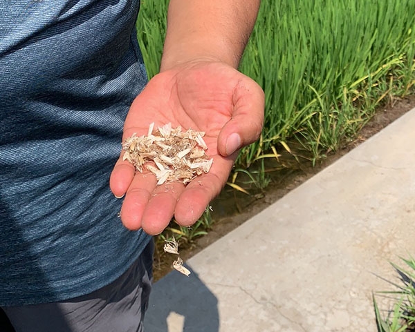 佳木斯批发富硒大米种植厂