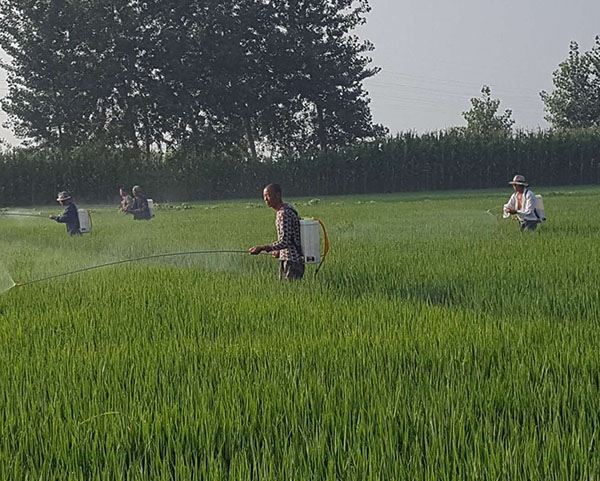 佳木斯批发富硒大米种植厂