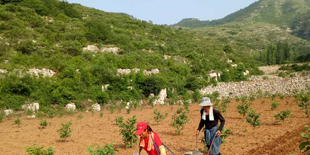 广西富硒月子米,月子米