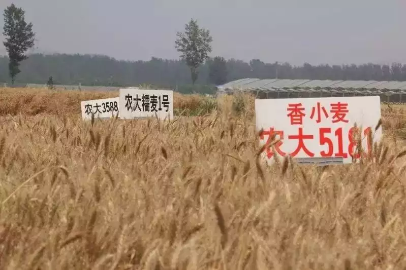 富硒大米收获季节