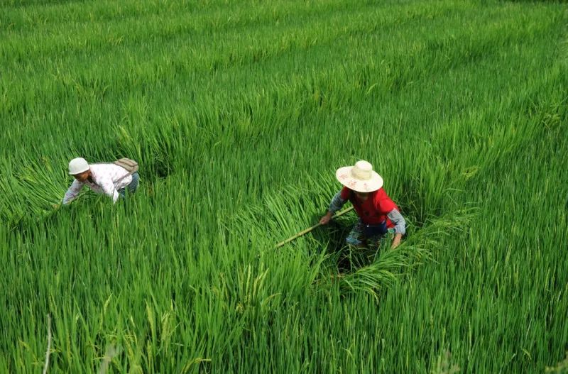 富硒大米成熟季节