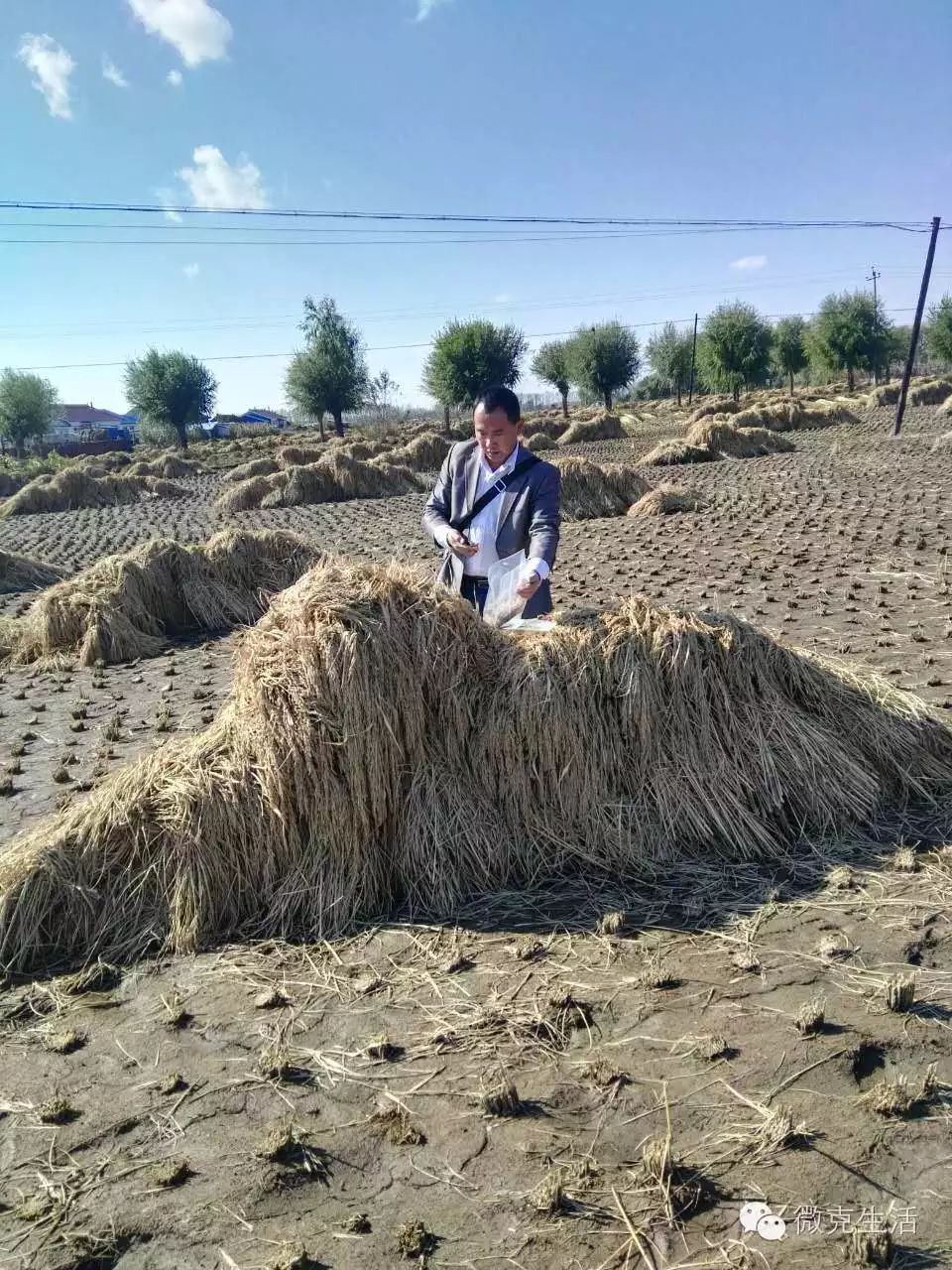 富硒大米成熟季节