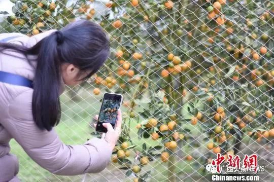 广西钦州富硒大米