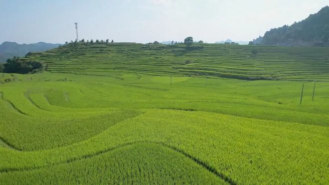 富硒大米香味特点