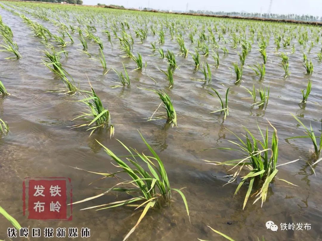 富硒大米直播贴片