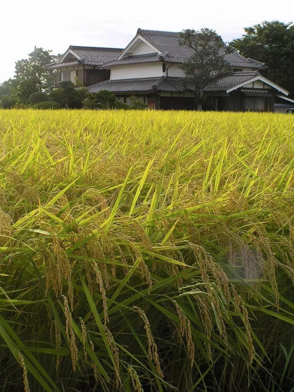 政府采购富硒大米