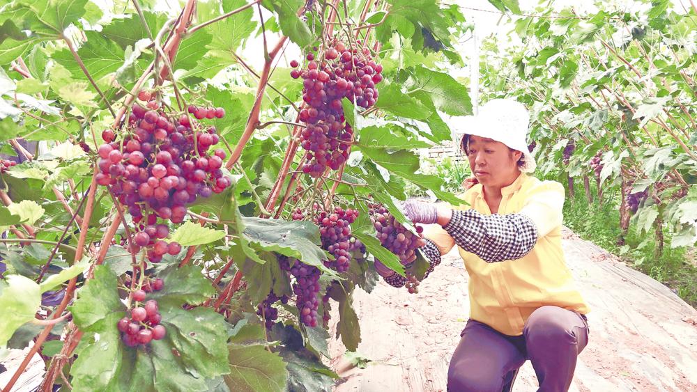 丰城富硒大米品种