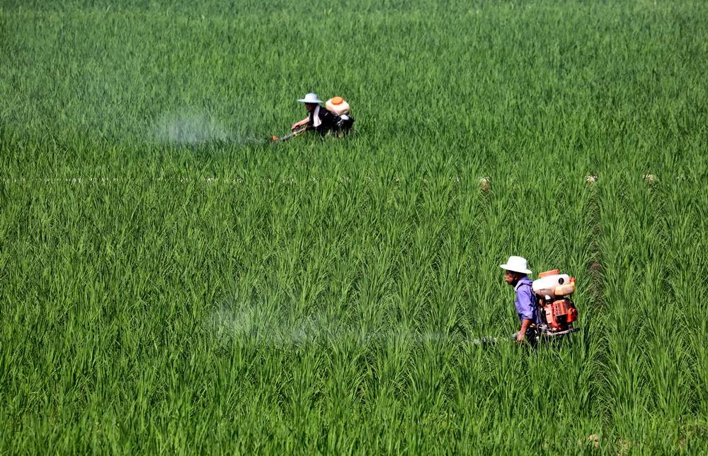 怎样种植富硒大米