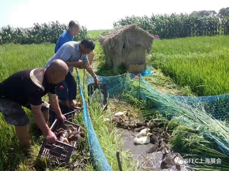 富硒大米如何认证