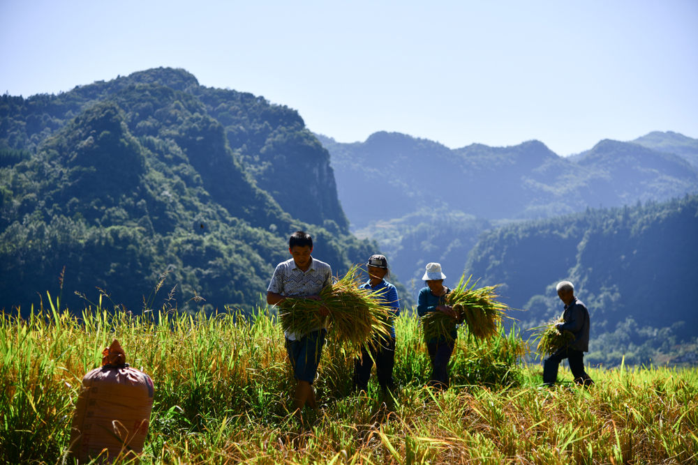 綦江横山富硒大米