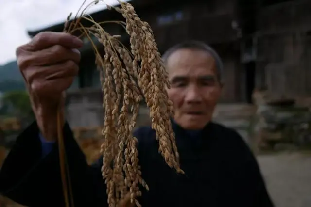 富硒的大米 吉林